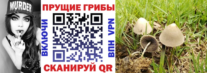купить наркотики сайты  Апатиты  blacksprut ССЫЛКА  Галлюциногенные грибы GOLDEN TEACHER 