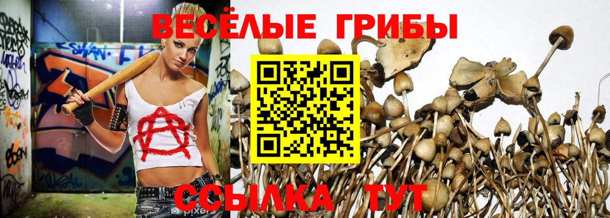 Псилоцибиновые грибы GOLDEN TEACHER Апатиты
